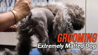 Grooming an EXTREMELY matted dog [upl. by Sivart]