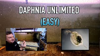 How I Raise Daphnia Water Fleas And You Can Too [upl. by Ellicul]