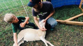 Simple Trick CALMS Sheep for Butchering [upl. by Petra]