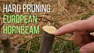 Hard pruning an European hornbeam Carpinus betulus pre bonsai [upl. by Ardnohs]