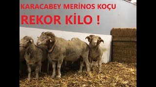 Karacabey Merinos Koçunun Özellikleri [upl. by Nyleimaj]