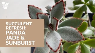 Succulent Propagation Kalanchoe Tomentosa quotPanda Plantquot  Aeonium Sunburst  Jade Plant Rescue [upl. by Marlene]