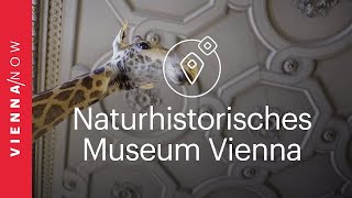 Natural History Museum Vienna [upl. by Sonny846]