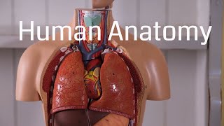 Basic Human Anatomy for Beginners [upl. by Nrehtak690]