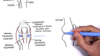 Clinical Anatomy  Knee [upl. by Nosyrb599]