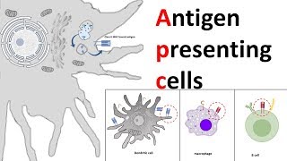 Antigen Presenting Cells APC [upl. by Lorn]