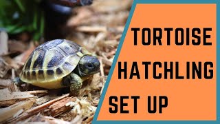 Tortoise Hatchling Setup [upl. by Ermine]