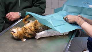 Kastration bei Katzen  Tierschutzverein Intern [upl. by Lsil803]