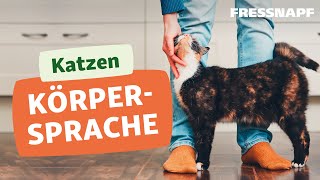 Körpersprache bei Katzen  Signale erkennen [upl. by Odin]