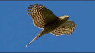 Sparrowhawk Bird Call Bird Song [upl. by Mill]