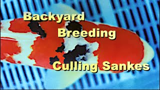 Backyard Koi Breeding Culling Sankes [upl. by Spillihp994]