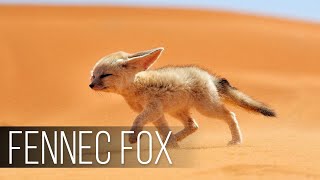 FENNEC FOX is the Cutest Wildlife Predator The Smallest FOX in the world Desert Fox [upl. by Read]