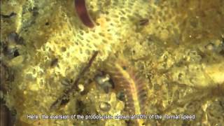 A nemertean Ribbon Worm hunting a polychaete [upl. by Whitman]