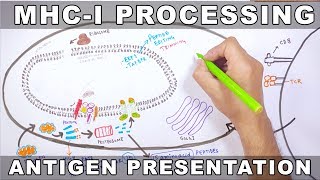 MHCI Processing  Antigen Processing and Presentation [upl. by Melissa]