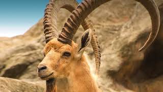 Best sounding shofar  Nubian Ibex from Ein Gedi oasis in Israel [upl. by Wester]