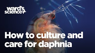 Caring and Culturing for Daphnia [upl. by Cosme]