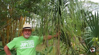 HOW TO GROW PONYTAIL PALMS  All you need to know about Beaucarnea species [upl. by Eiloj]