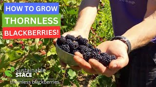 How to Grow Thornless Blackberries [upl. by Chow699]