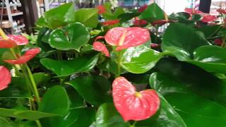 Best care for the Anthurium Plant  Donna Joshi [upl. by Cate]