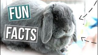 15 Fun Facts About Rabbits [upl. by Zorah786]