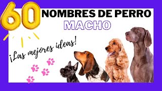 🐶TOP 60 MEJORES NOMBRES PARA PERROS MACHOS Bonitos y originales para tu perrito MÍRALO [upl. by Ardek409]