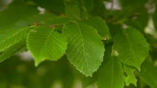 Carpinus betulus  European Hornbeam [upl. by Aloysia933]