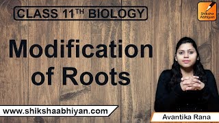 Modification of Roots  Morphology of Flowering Plants  CBSE Class 11 Biology [upl. by Aelc]