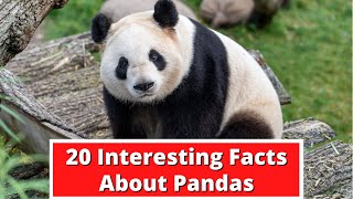 20 Interesting Facts About Pandas  Global Facts [upl. by Rabi]