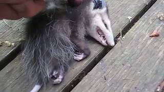 Opossum playing dead [upl. by Cherie705]