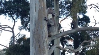 Koalas Freaky Mating Call [upl. by Obala929]