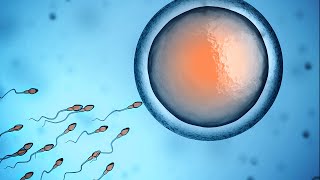 Human Physiology  Fertilization and Implantation [upl. by Erminia]