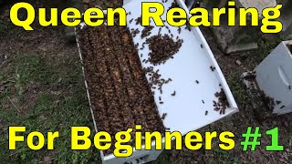 Queen rearing for Beginners [upl. by Barbara-Anne]