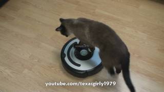 Cat shows HOW TO use iRobot Roomba Vacuum [upl. by Brunn715]