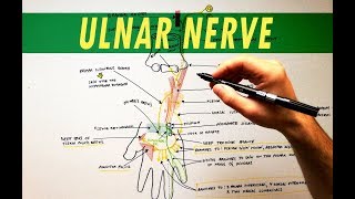 Ulnar Nerve  Anatomy Tutorial [upl. by Enwahs416]