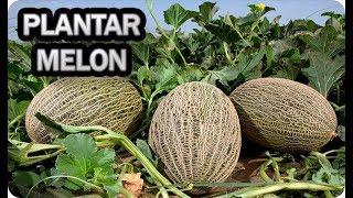 👉 Como Y Cuando Plantar Melón 🌱  Consejos Y Trucos  Cultivo En El Huerto  La Huertina De Toni [upl. by Lorimer]