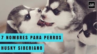 7 nombres para perros Husky Siberiano [upl. by Strang]