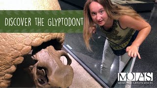 Discover the Glyptodont [upl. by Alled869]