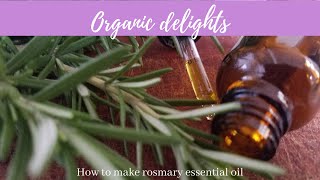 How to make Rosemary essential oil [upl. by Adnavoj73]