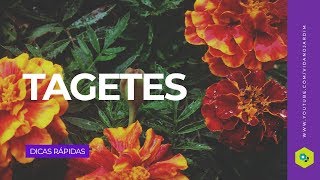 Tagetes [upl. by Sarson377]