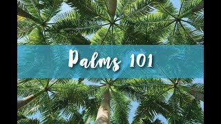 Palms 101 Part 1 [upl. by Anitnelav169]