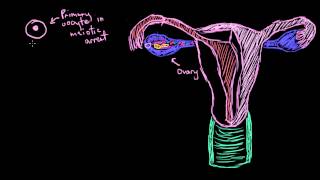 Khan Academy  Basics of Egg Development [upl. by Hnah]