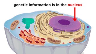 Eukaryotic Cells Part 1 Animal Cells and Endosymbiotic Theory [upl. by Anaujahs439]