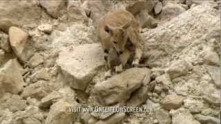 Baby ibex make a risky descent  One Life  BBC [upl. by Derfiniw857]