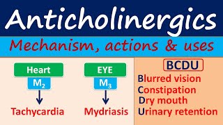 Anticholinergics  Mechanism actions side effects amp uses [upl. by Woodberry]