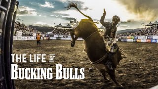 The Life of Bucking Bulls [upl. by Shaper]