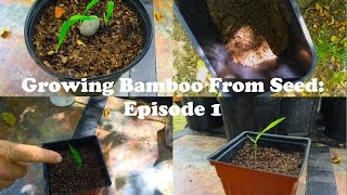 Growing Bamboo From Seed Episode 1 [upl. by Nnylrebma]