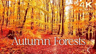 Enchanting Autumn Forests with Beautiful Piano Music  4K Autumn Ambience amp Fall Foliage [upl. by Arak]