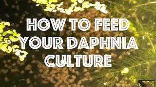 How To Feed Your Daphnia Culture [upl. by Yeca205]