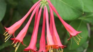 Plant portrait  Coral honeysuckle Lonicera sempervirens [upl. by Wini]