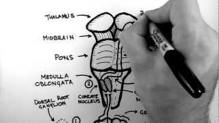 Spinal Pathways 2  Dorsal Column  Medial Lemniscus Pathway [upl. by Lynden]